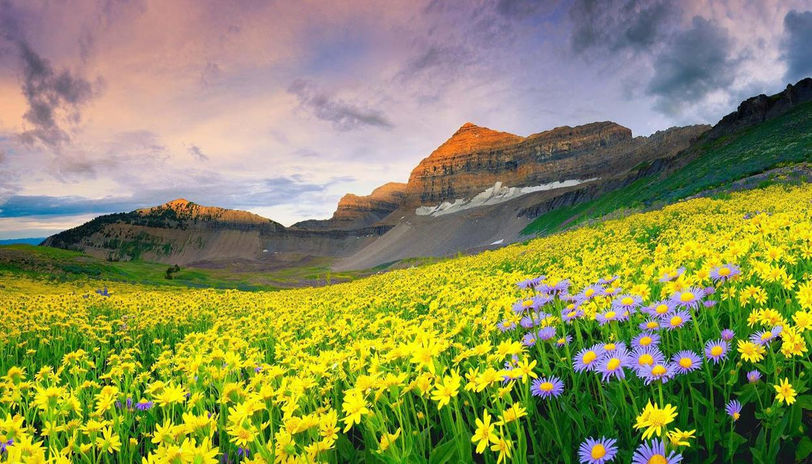 Valley of Flowers (Nubra Valley) 